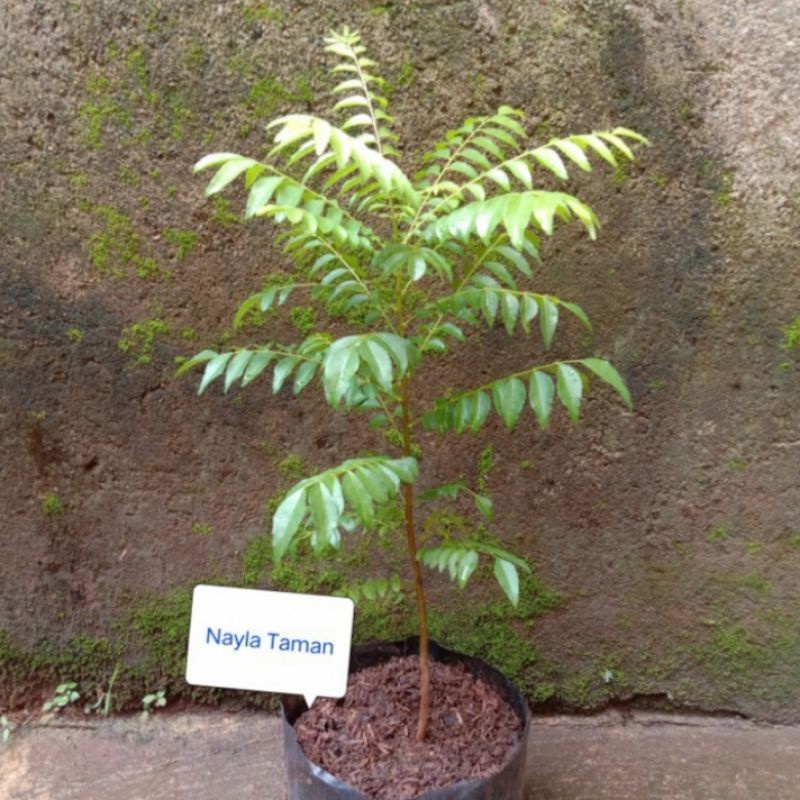 pohon salam koja-Tanaman salam koja