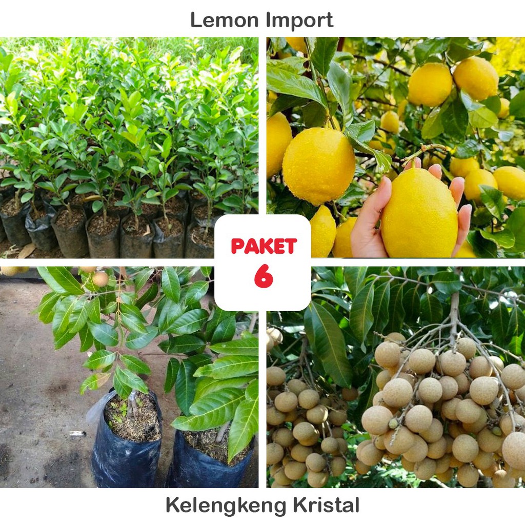 

2 Bibit Unggul - Raja Bibit