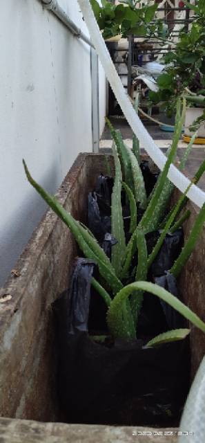 TANAMAN  LIDAH BUAYA KALIMANTAN , ALOE VERA