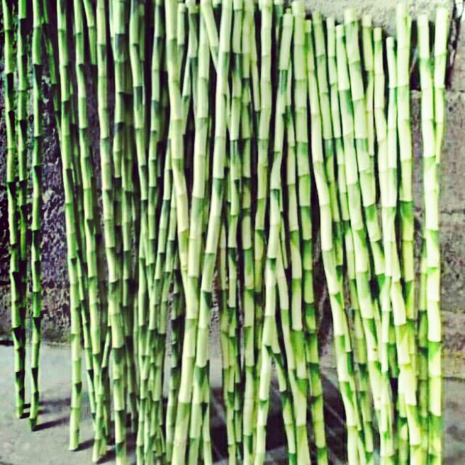 batang pohon sri Rejeki/stek batang sri Rejeki-bambu hoky-bambu sri rejeki(15 batang 30cm)