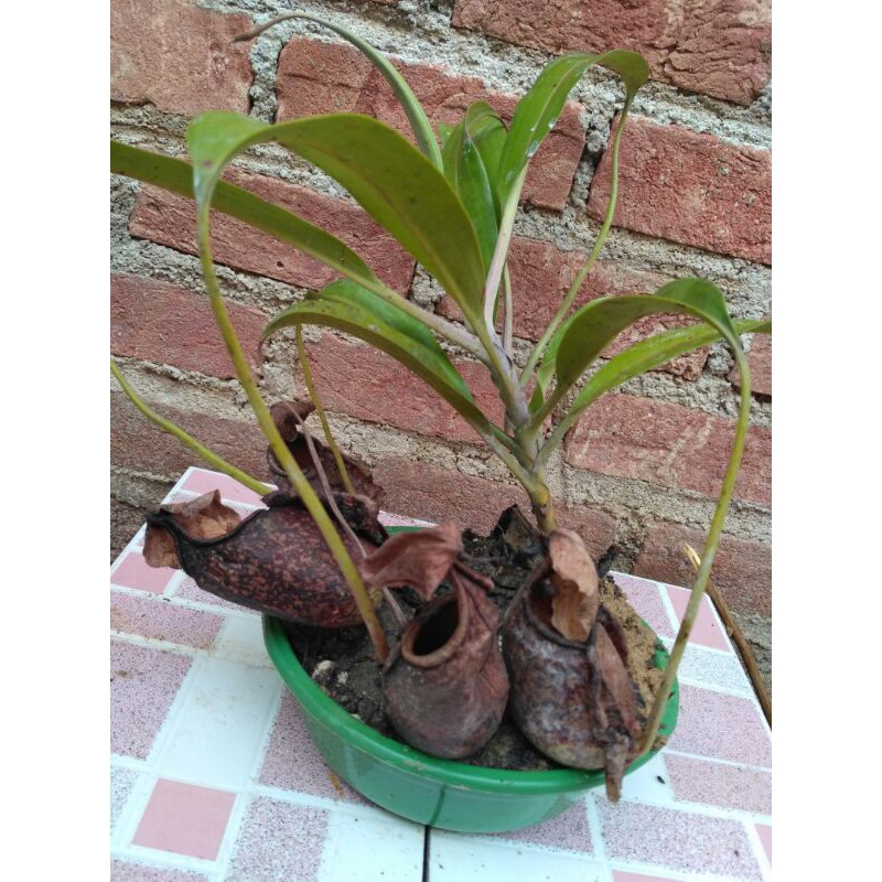 Jumbo Nephentes / kantung semar