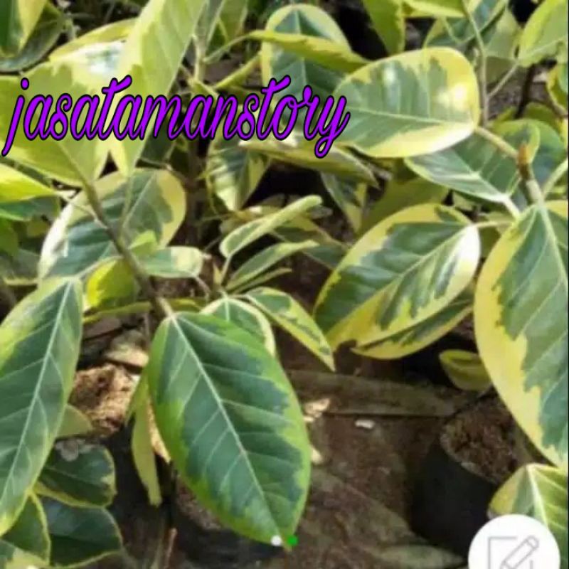 Tanaman hias karet kebo varigata / pohon karet kebo varigata