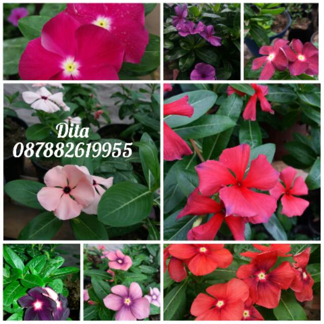 

Vinca mix