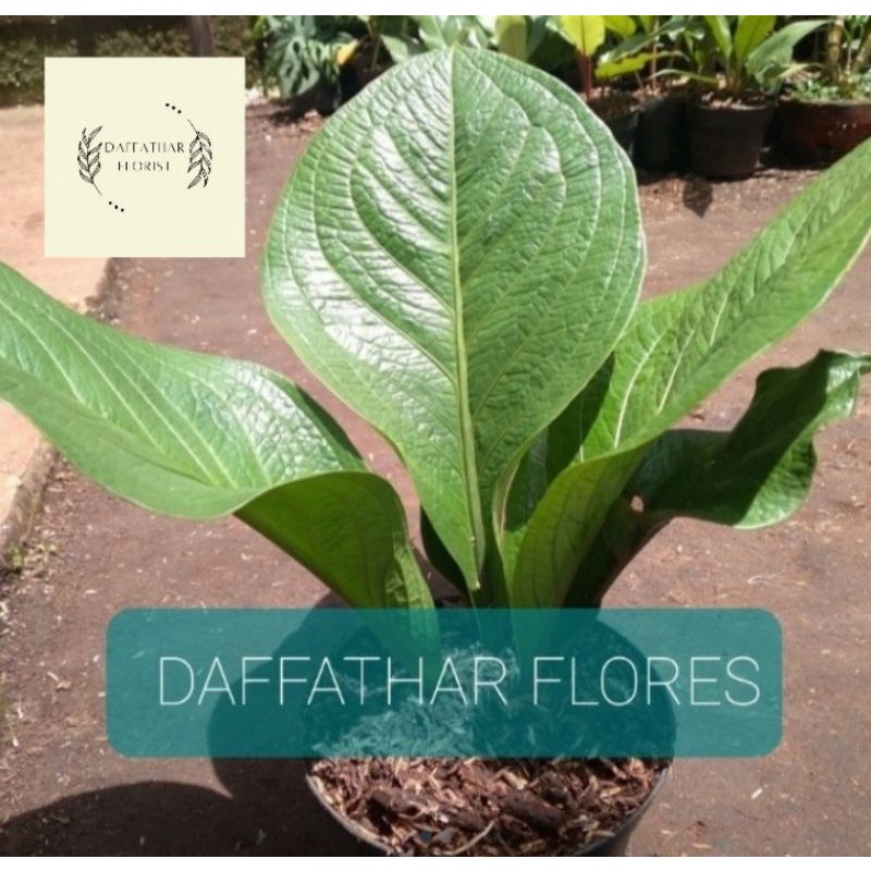 tanaman hias anthurium jemani supernova