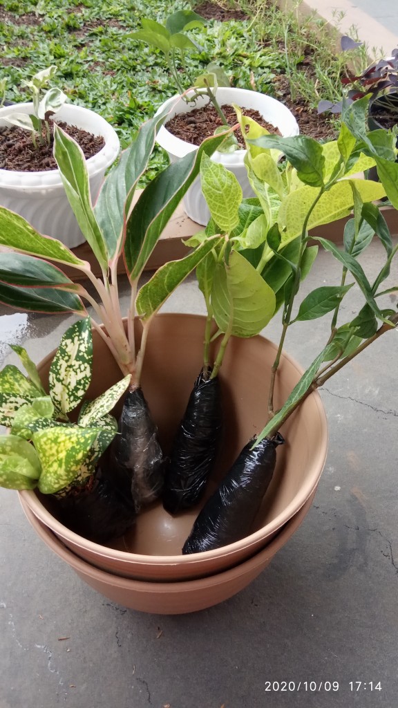 Tanaman Aglaonema Lipstik Pink/ Lipstik Kelasik