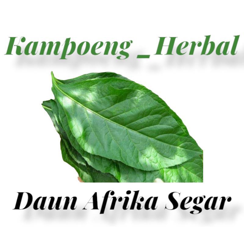 Daun afrika daun sambung nyawa segar lembar klorofil
