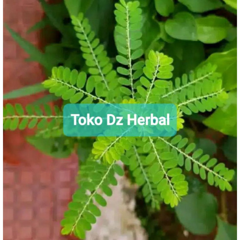 

Daun meniran segar 600 gram petik langsung-az