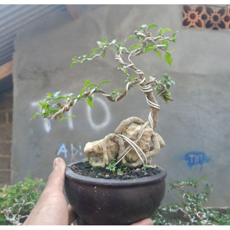 bonsai sakura micro tanaman hias pohon bonsai sakura mikro