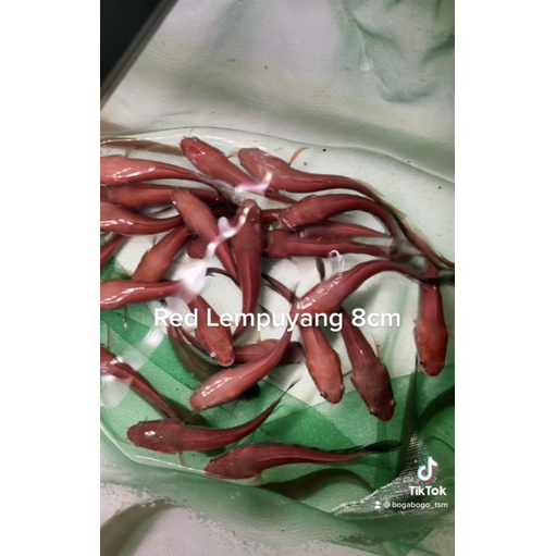 Red Lempuyang Single Tank