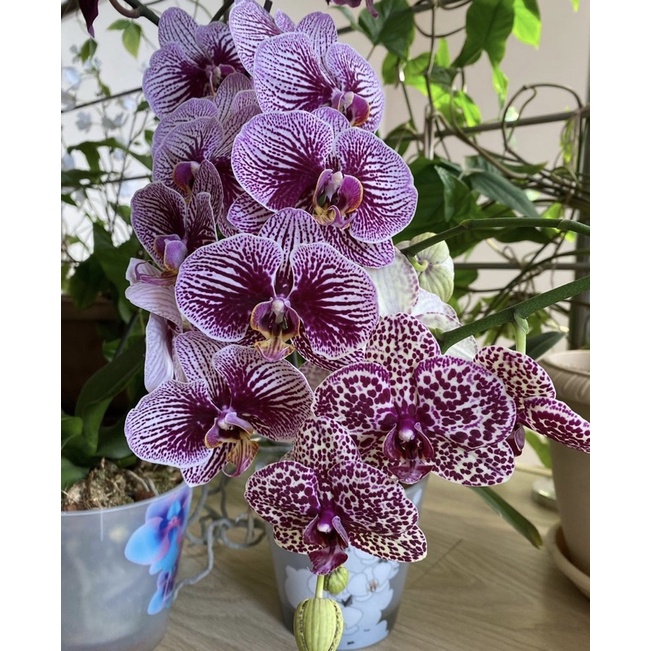 Seedling anggrek dendrobium black stripes / Bunga Anggrek hidup/ Tanaman Hias Hidup /Bunga Hias Asli