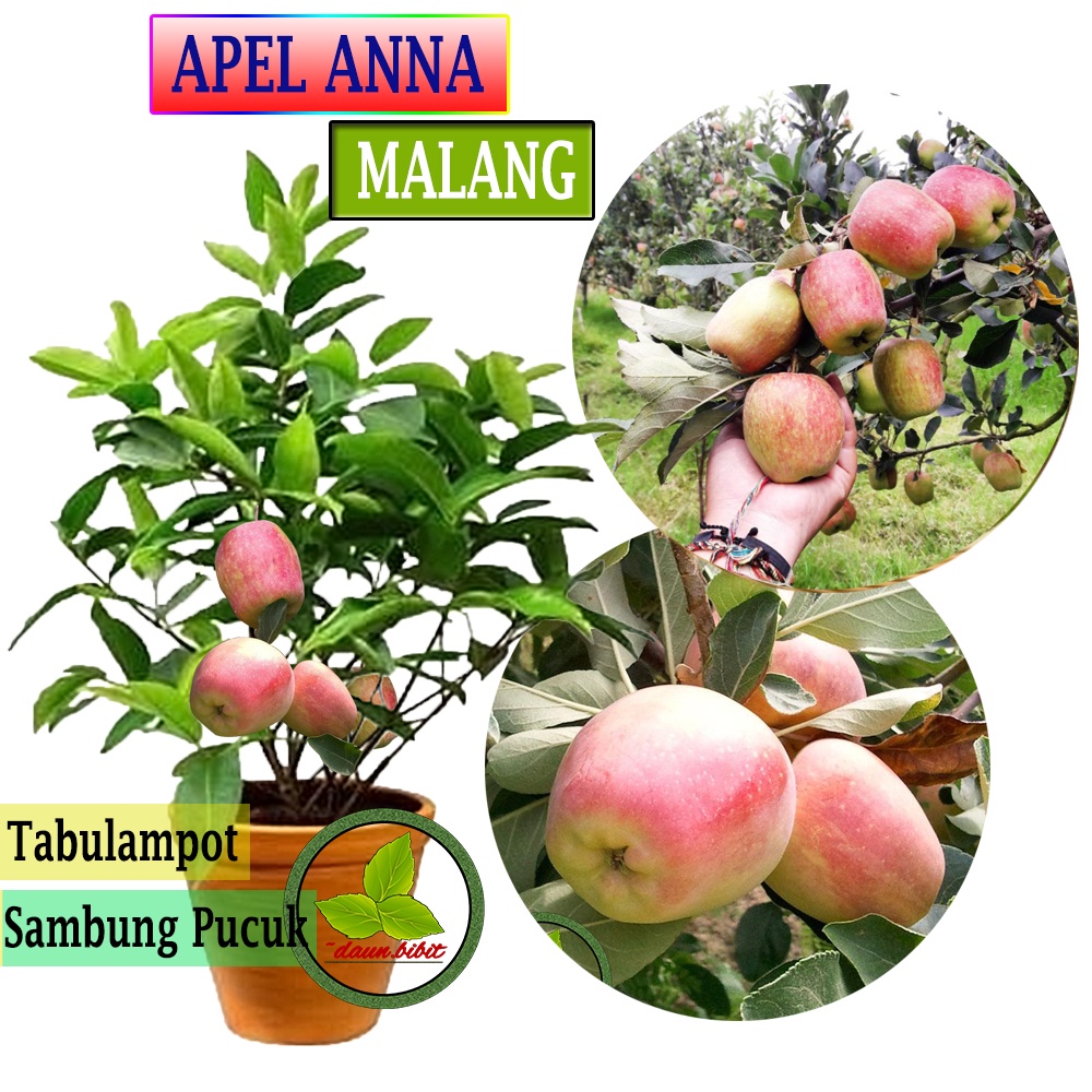 Bibit Apel Anna Malang | Apel untuk Juice | Jus-0