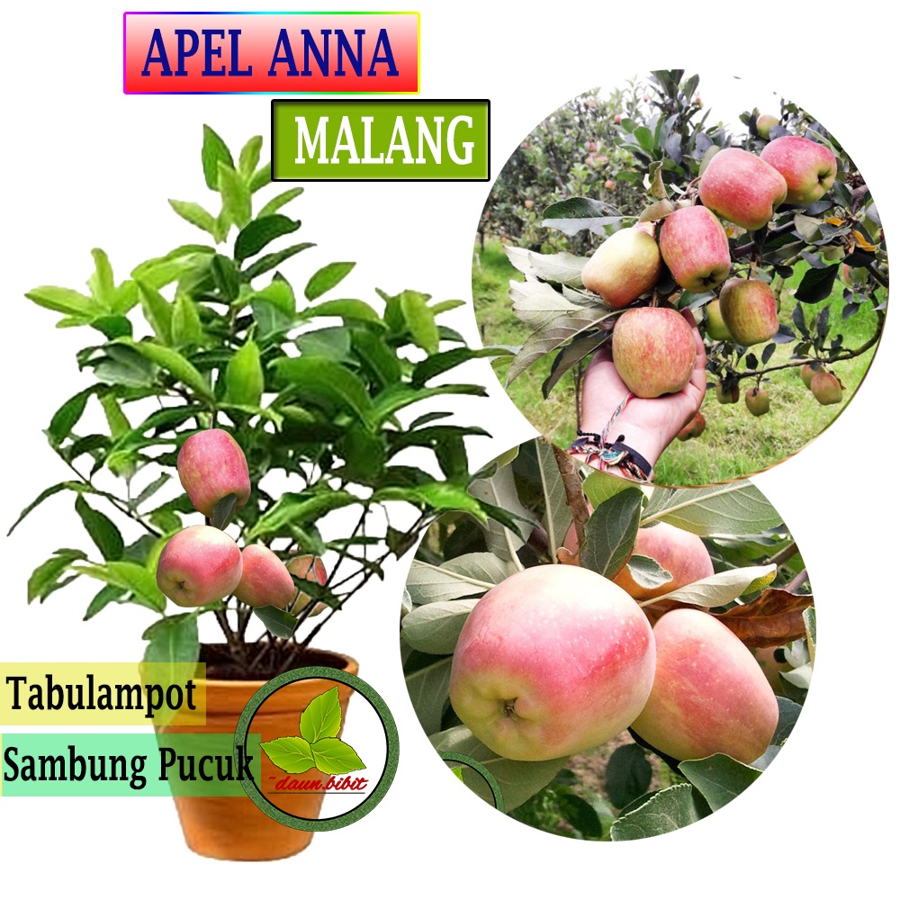 Bibit Apel Anna Malang | Apel untuk Juice | Jus