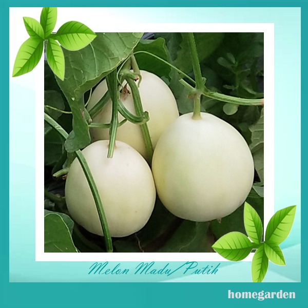 Bibit Melon putih Benih melon Madu Putih Bibit White Honeydew Bibit Tanaman Buah