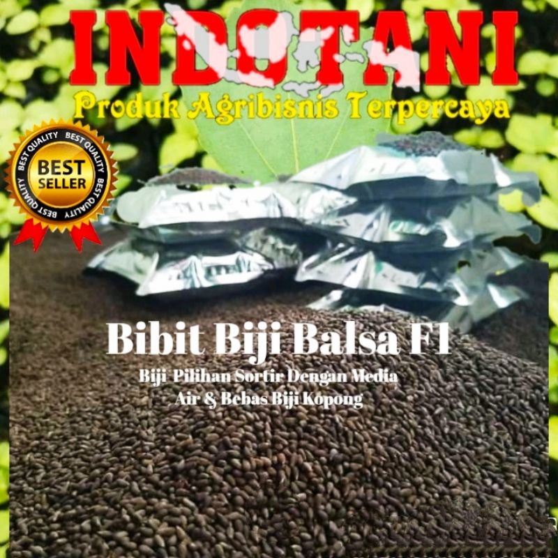 Bibit Biji Balsa / Bibit Balsa Berkwalitas F1/ biji balsa putih