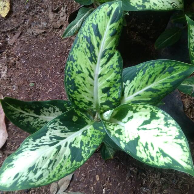 Tanaman hias bunga hidup aglonema sparkel blanceng srirejeki/aglo sri rejeki