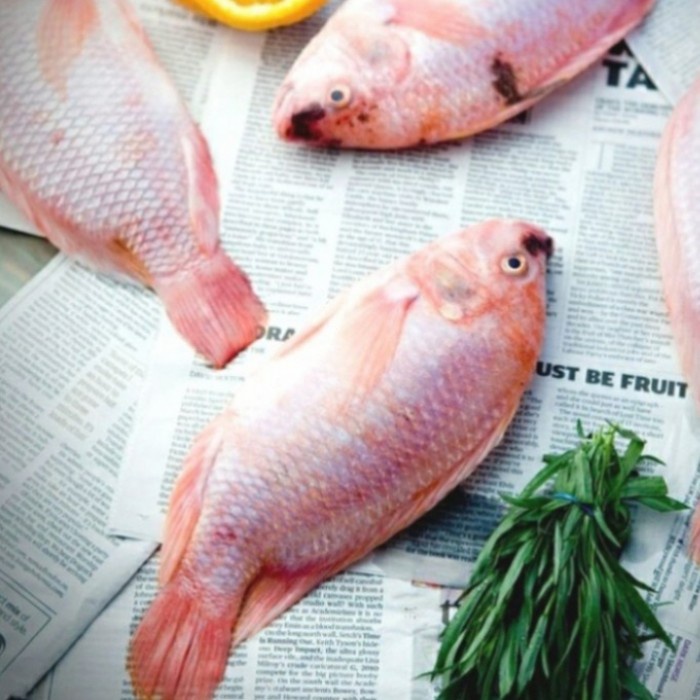 

Ikan Nila Fresh 500gr