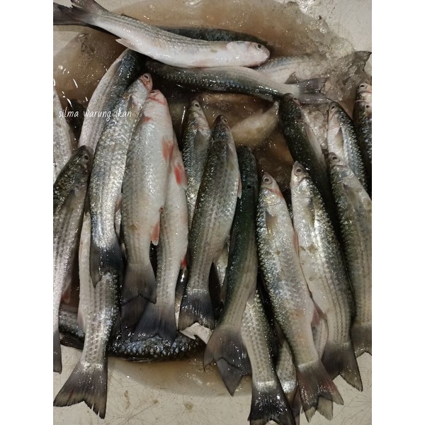 

ikan belanak segar harian super premium 1kg