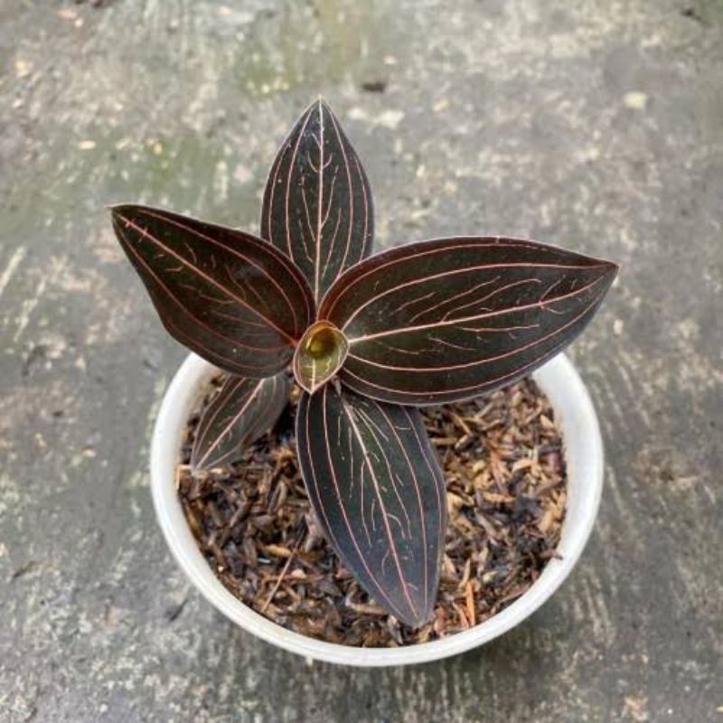 jewel orchid ludisia discolour/jewel orchid serat tiga