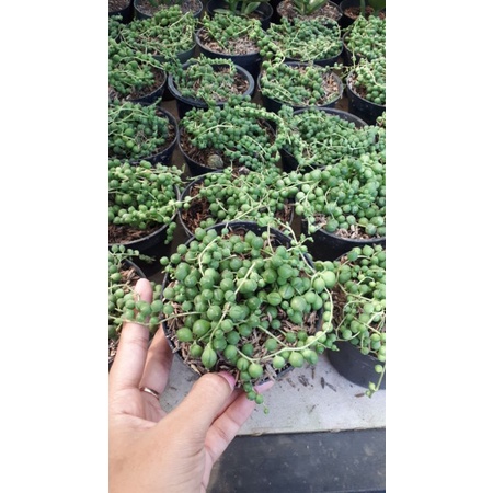 

string of pearl