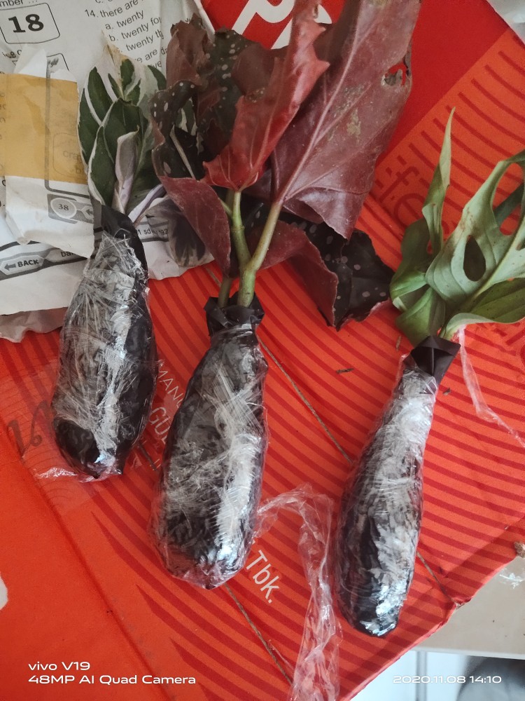 Tanaman Hias Kalatea Tisue/tisue Pashio