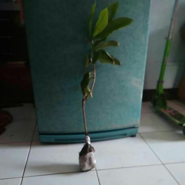 Bibit Jambu Air Cincalo