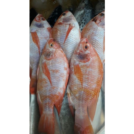 

ikan nila fresh 500grm