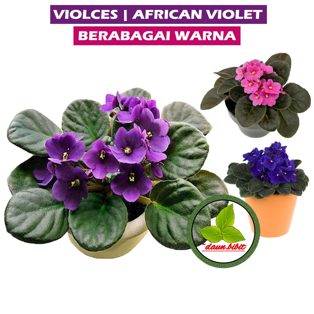 Bibit Bunga Violces | African Violet