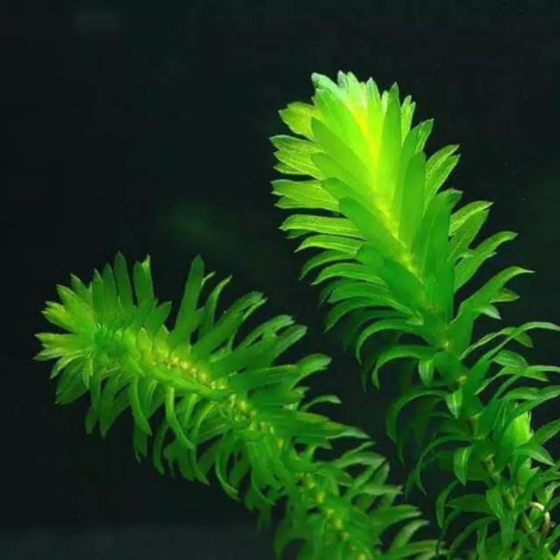 Hydrilla Verticillata tanaman aquascape