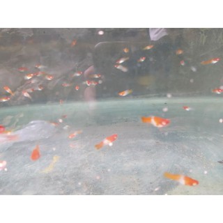 ikan platy santa clause aquascape | shopee indonesia