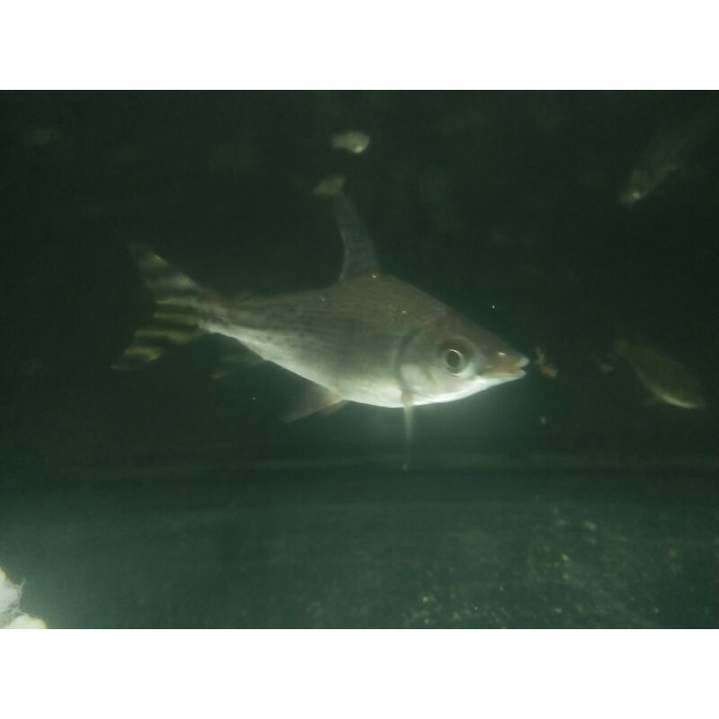 yellow feifeng/yellow flagtail fish 11cm