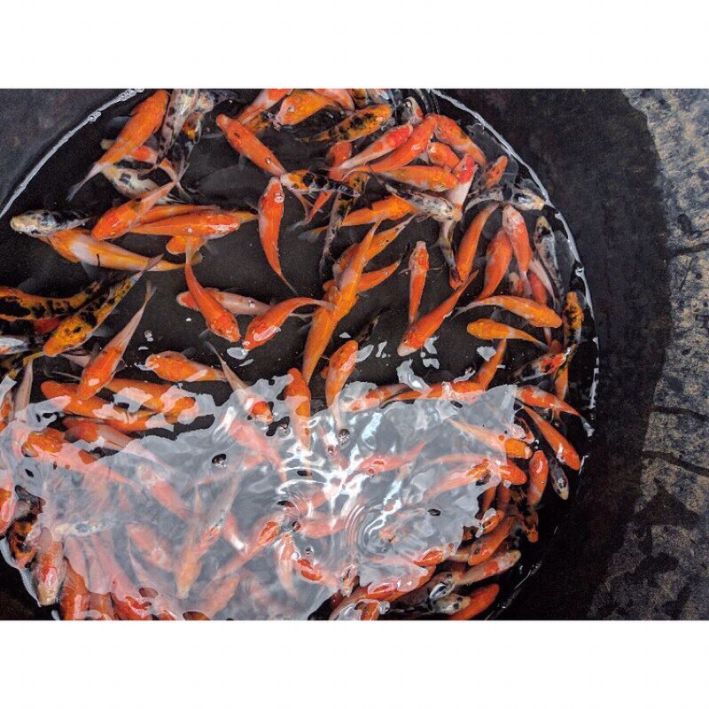 bibit ikan koi kohaku merah,putih,hitam murah dan berkuali