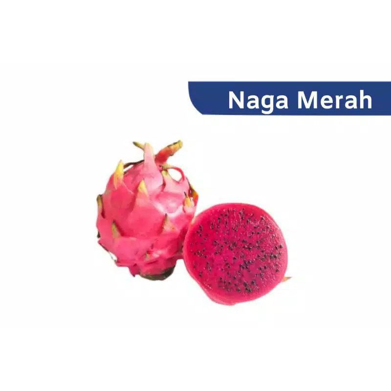 

TERMURAH!!! BUAH NAGA MERAH / BUAH SEGAR