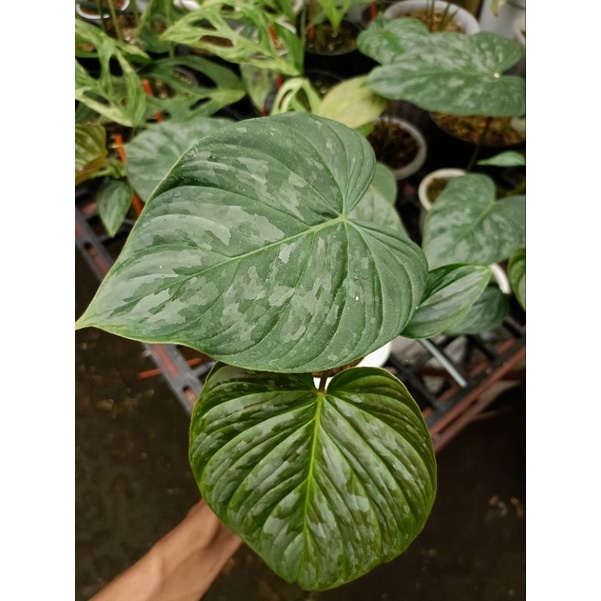 philodendron majestic
