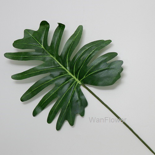 WANFLOWER Daun Xanadu (perLusin)