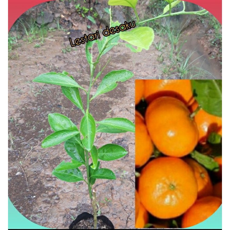 Bibit Jeruk Mandarin Okulasi Bibit Jeruk Mandarin Unggul
