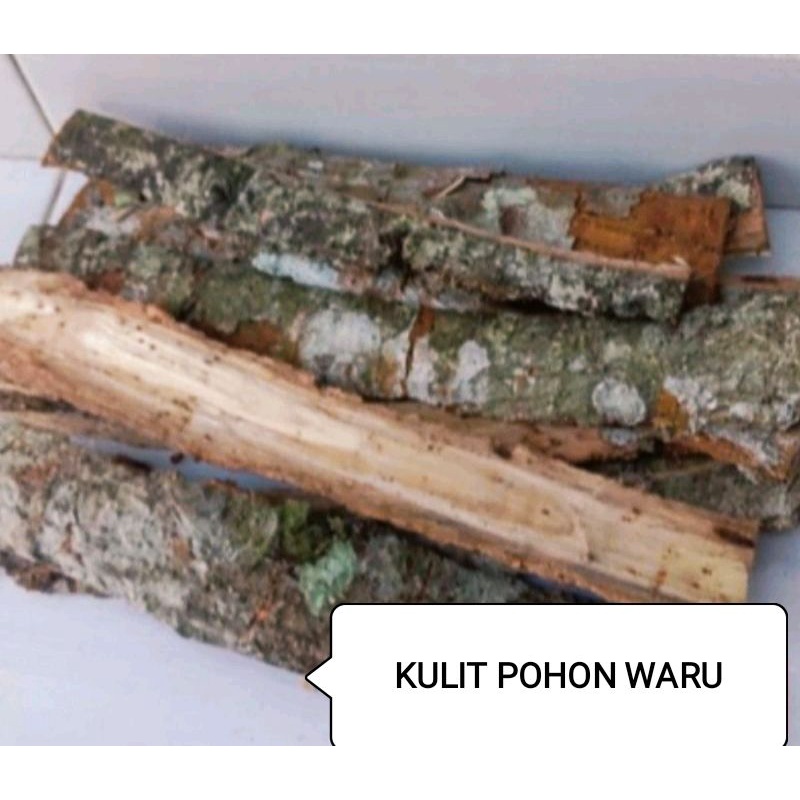 

JUAL KULIT POHON WARU FRESH 1 KG / Hibiscus Tiliaceus