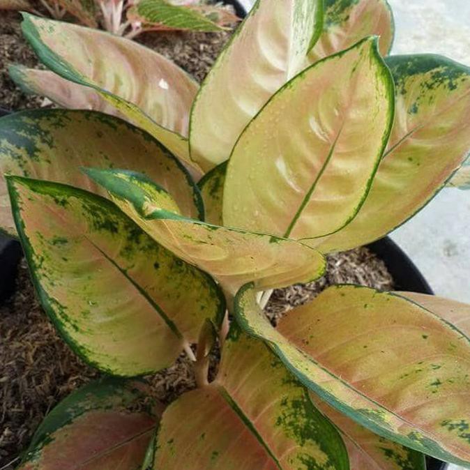 Tanaman Hias Aglonema Sultan Brunei / Bibit Aglonema Sultan Brunei