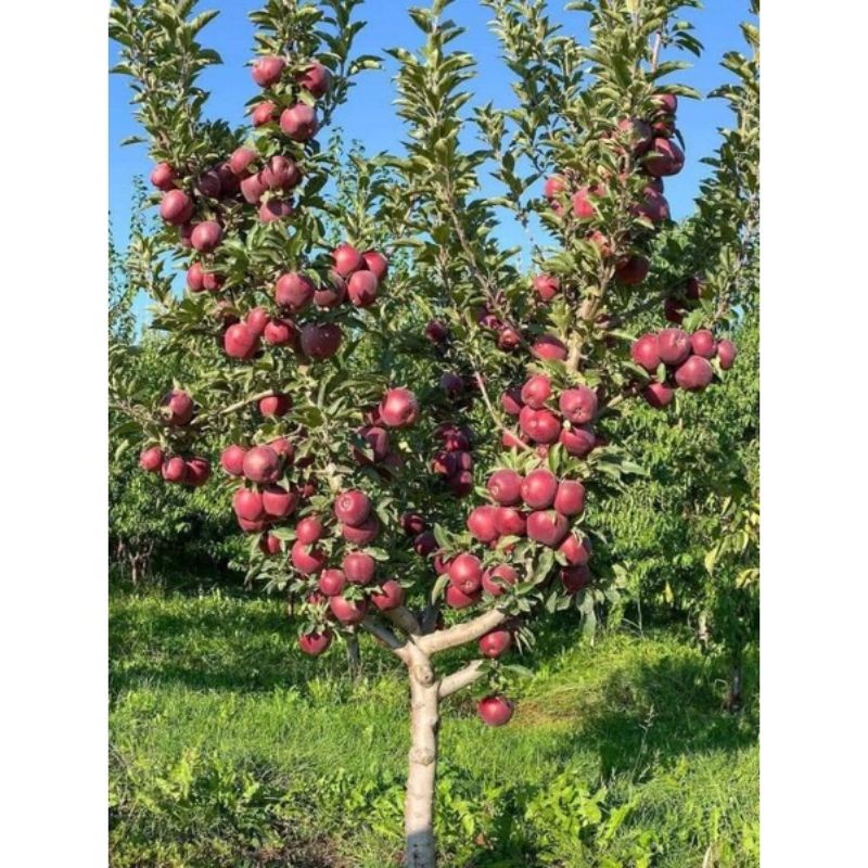 BIBIT BUAH APEL MERAH / APEL FUJI