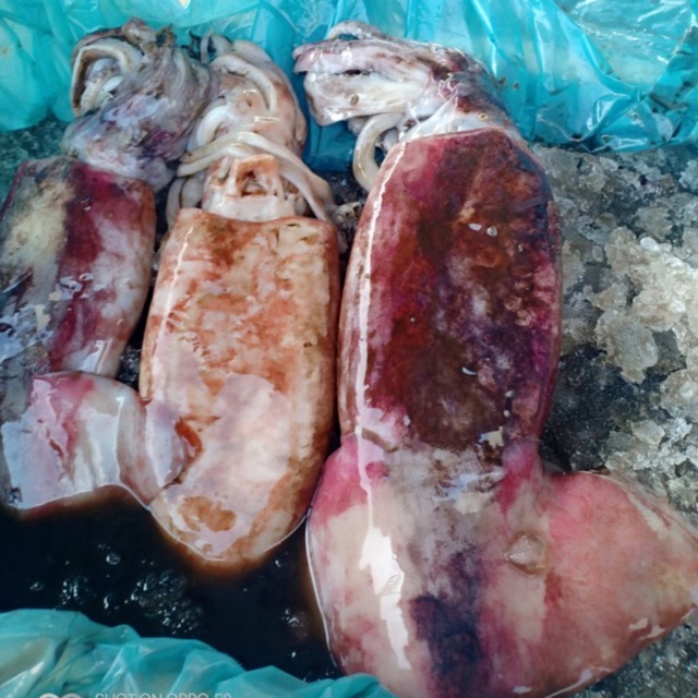 

CUMI SOTONG
