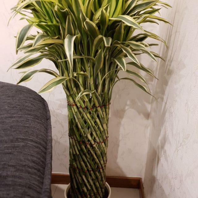 Bambu Hoki Lucky Bamboo