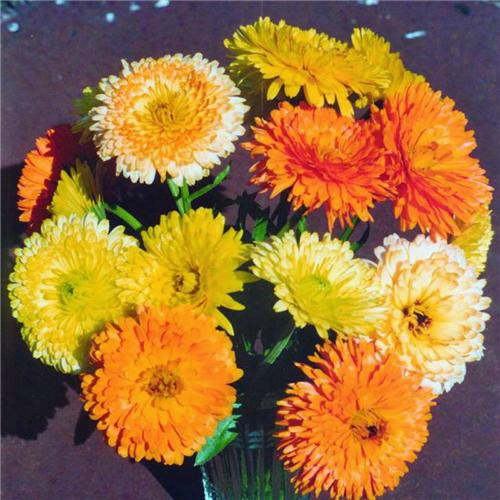 Benih-Bibit Bunga Calendula Pacific Beauty Mix (Haira Seed)