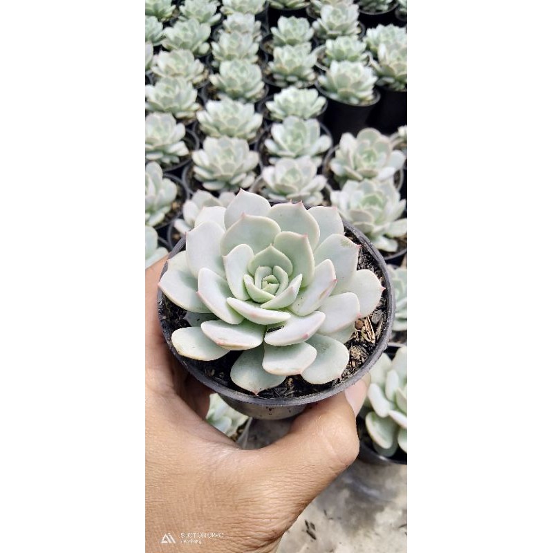 Sukulen premium echeveria lilacina