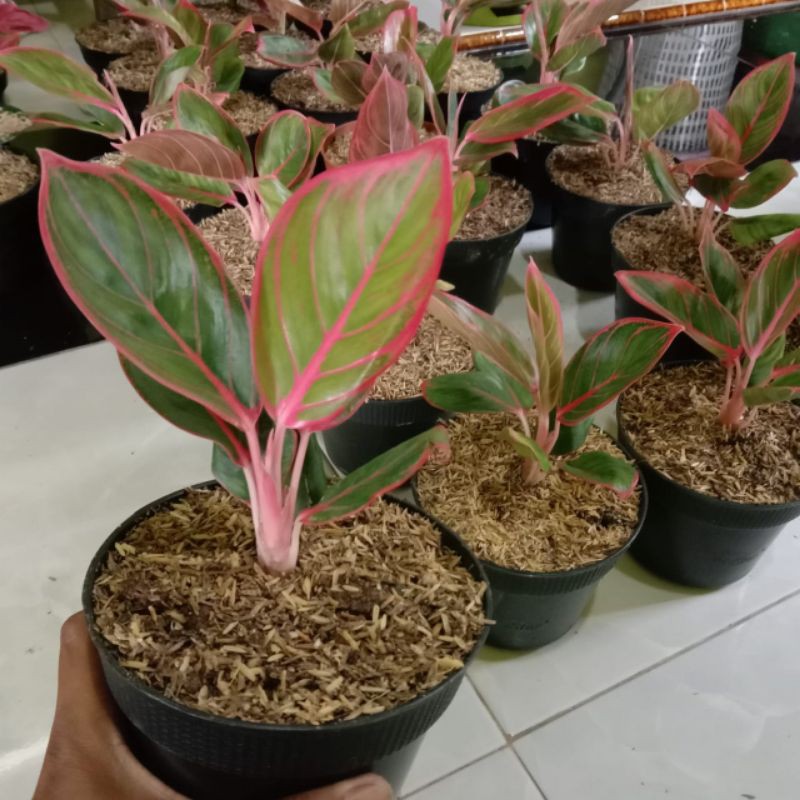 bibit bunga aglonema kanza