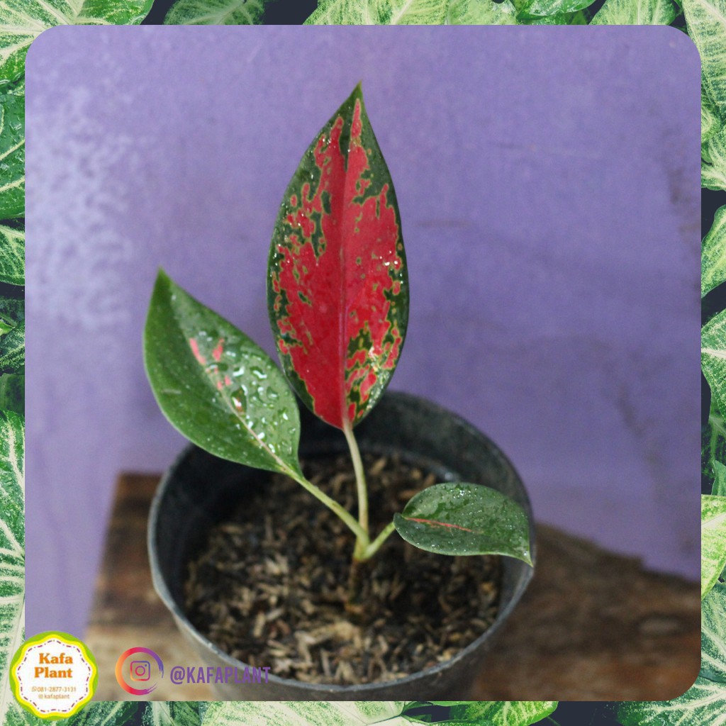 Aglaonema Red Venus