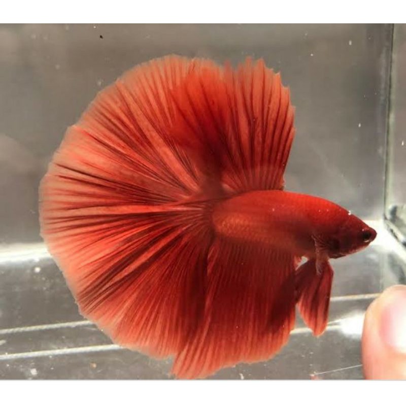 

ikan cupang super red ikan cupang hias