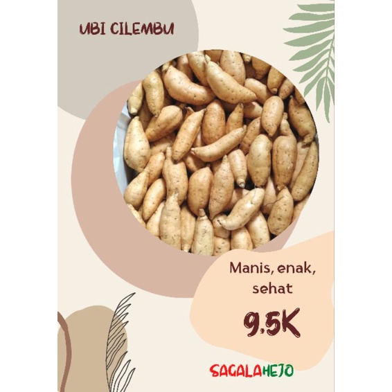 

Ubi Cilembu 1 KG