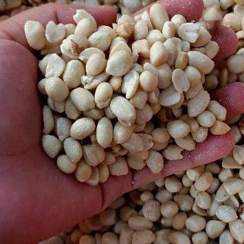 

(500g) Kacang Tanah Kupas / Kacang Kupas / Kacang Mentah / Kacang Tanah Putih / Kacang Tanah Mentah