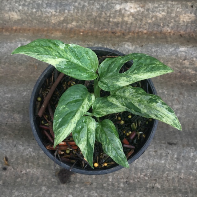 Monstera Adansonii Variegata Shopee Indonesia