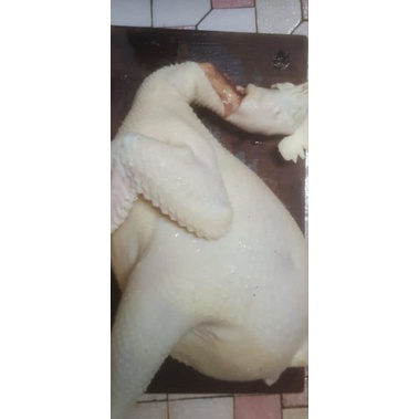 

Ayam Kampung