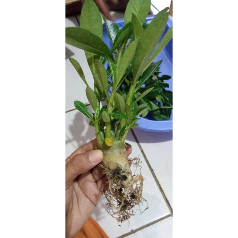 adenium cabang seribu